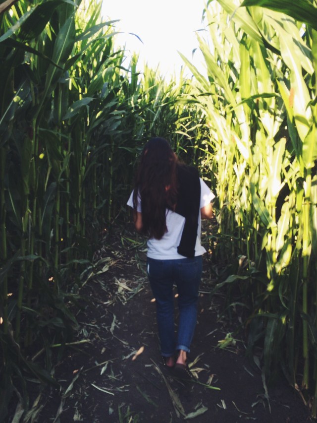 Corn Maze