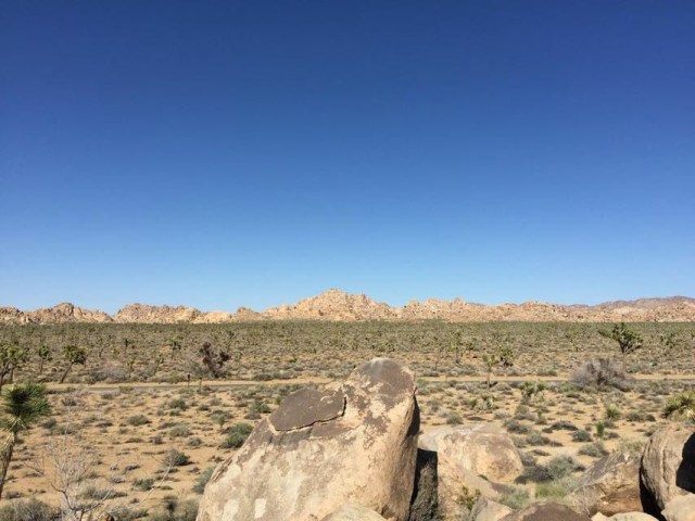 Joshua Tree