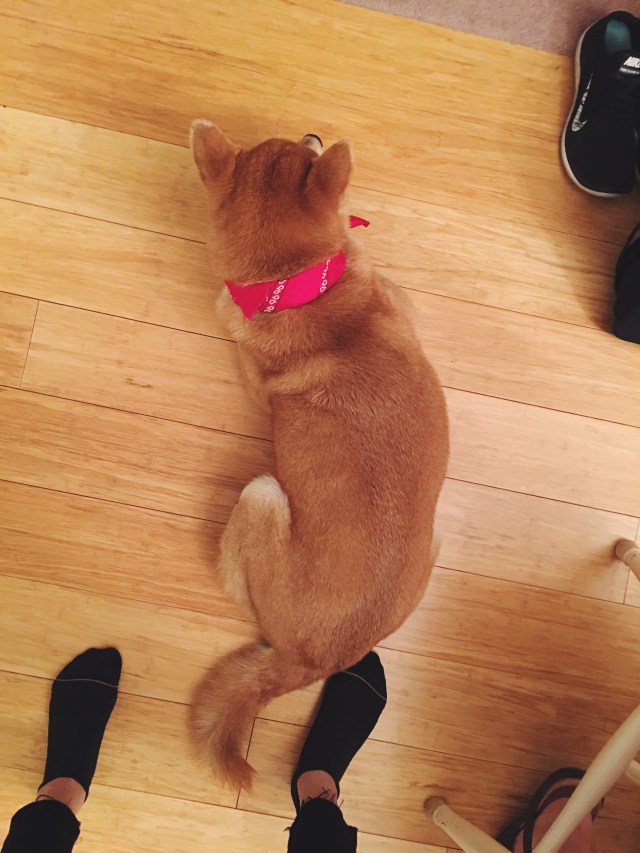 Shiba Inu